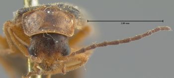 Media type: image;   Entomology 3401 Aspect: head frontal view